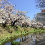 【のびあ会員様限定】第64回おけいこクラブは4/15(土）午後「お花見パラダイス！」